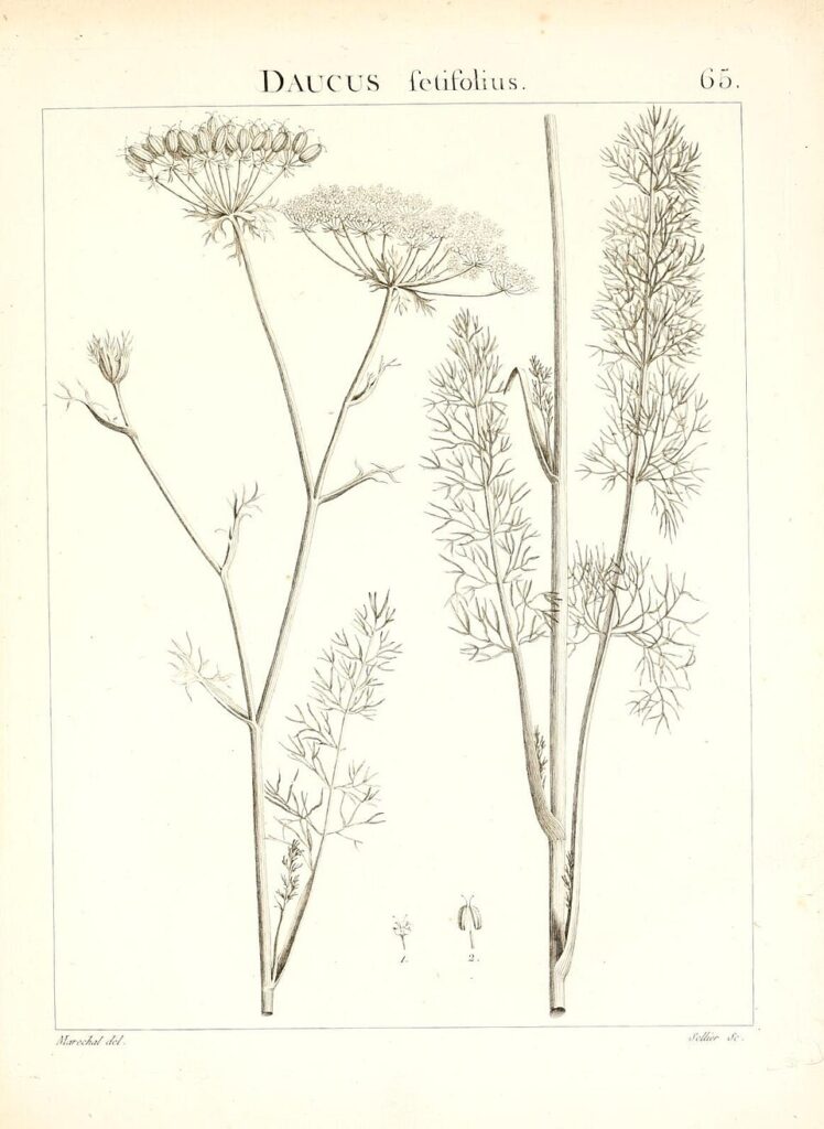Daucus setifolius subsp. setifolius