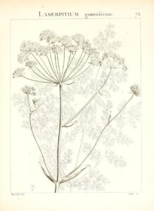 Margotia gummifera