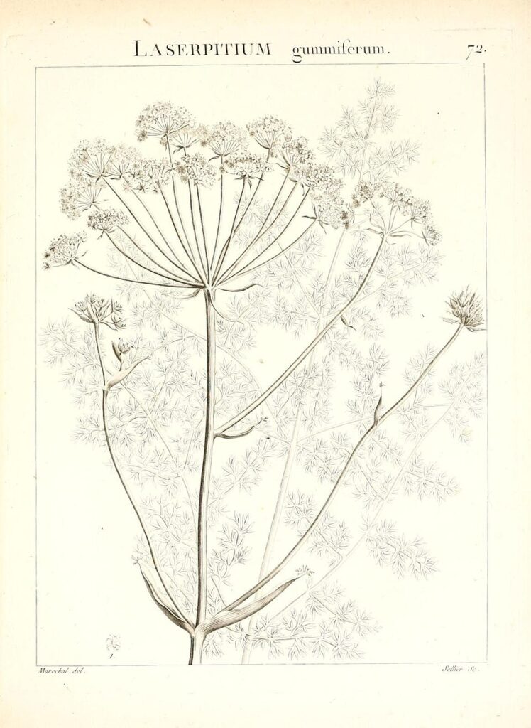Margotia gummifera