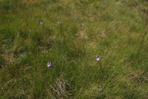 Campanula herminii