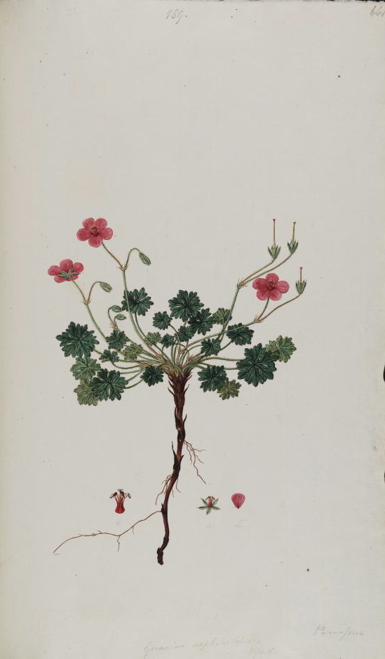 Geranium asphodeloides