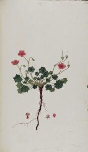 Geranium asphodeloides