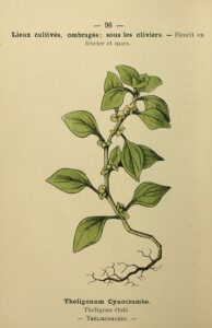 Theligonum cynocrambe