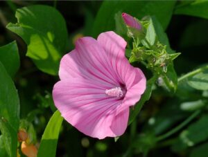 Malva trimestris