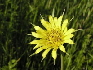 Tragopogon dubius