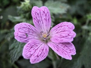 Geranium versicolor