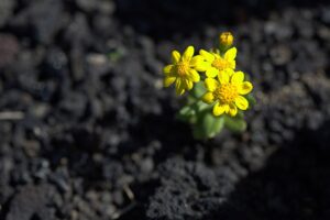 Senecio rosinae
