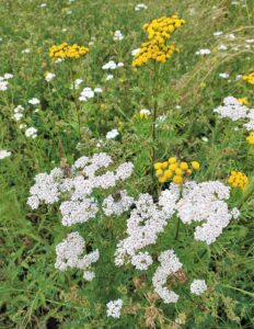 Tanacetum millefolium