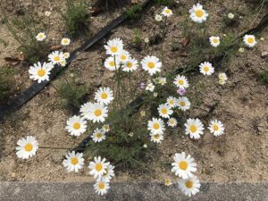 Tanacetum cinerariifolium