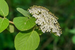 Viburnum lantana