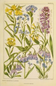 Mertensia sibirica var. sibirica