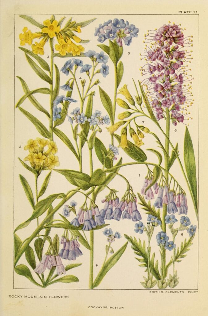 Mertensia sibirica var. sibirica