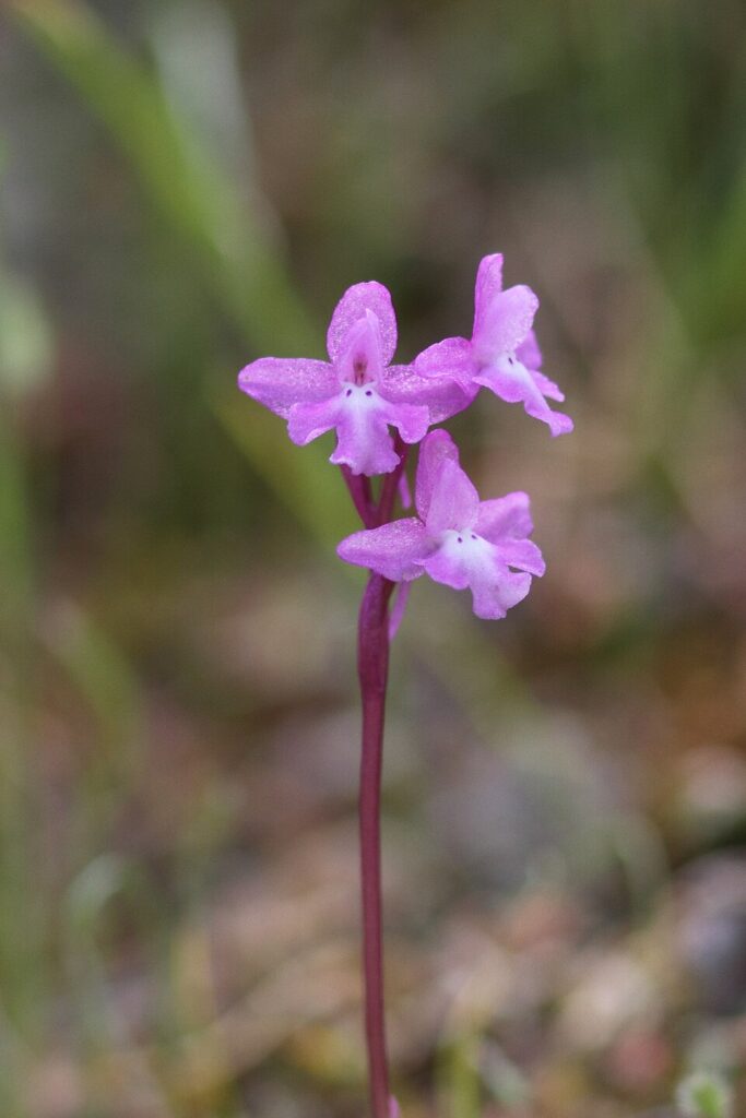 Orchis quadripunctata