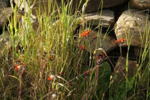Pilosella aurantiaca