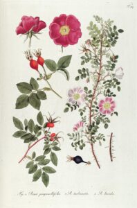 Rosa gorenkensis