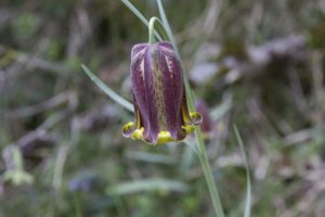 Fritillaria pyrenaica