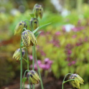 Fritillaria dagana