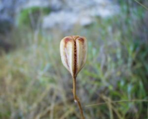 Fritillaria involucrata