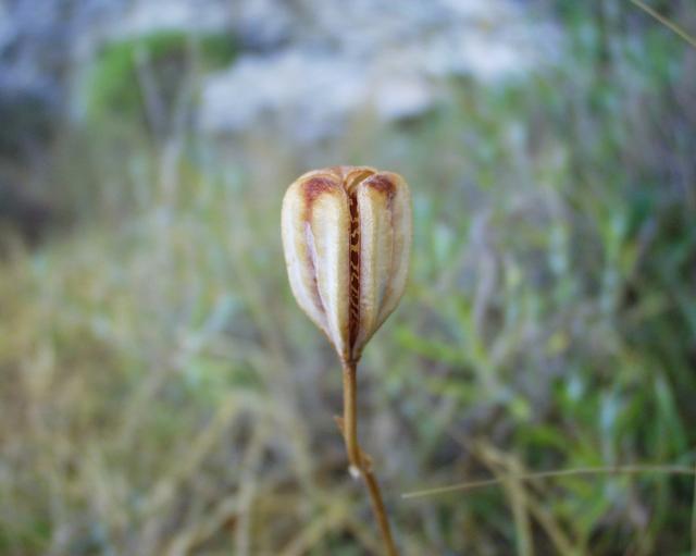 Fritillaria involucrata