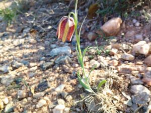 Fritillaria lusitanica