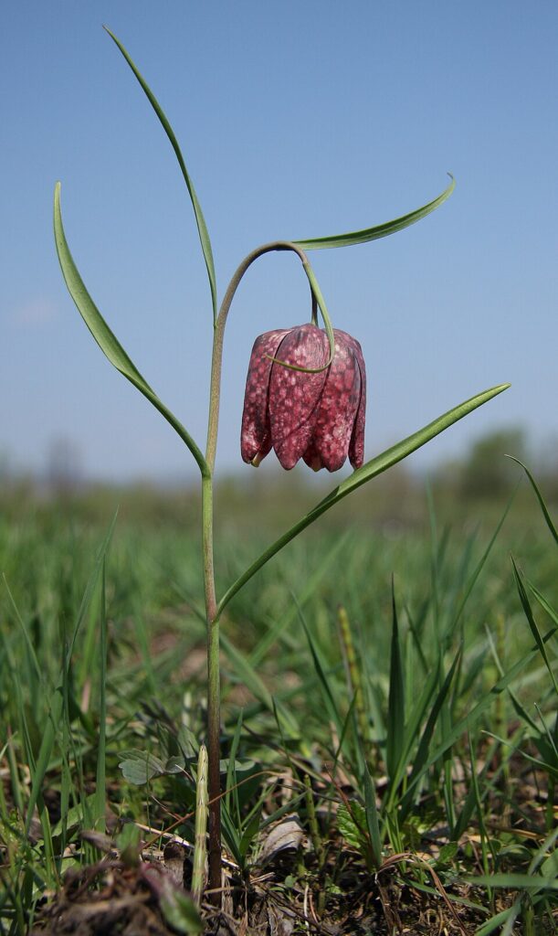 Fritillaria meleagris