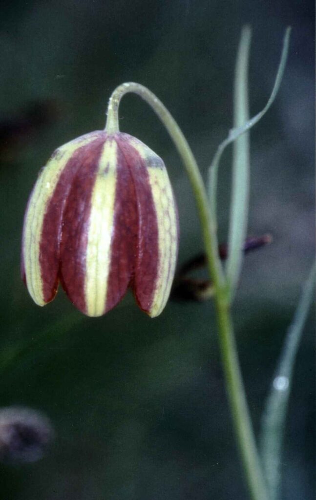 Fritillaria messanensis