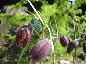 Fritillaria montana
