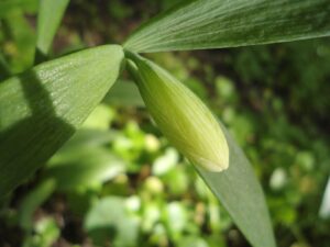 Fritillaria pontica