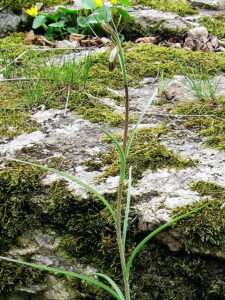 Fritillaria ruthenica