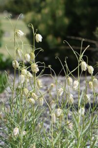 Fritillaria verticillata