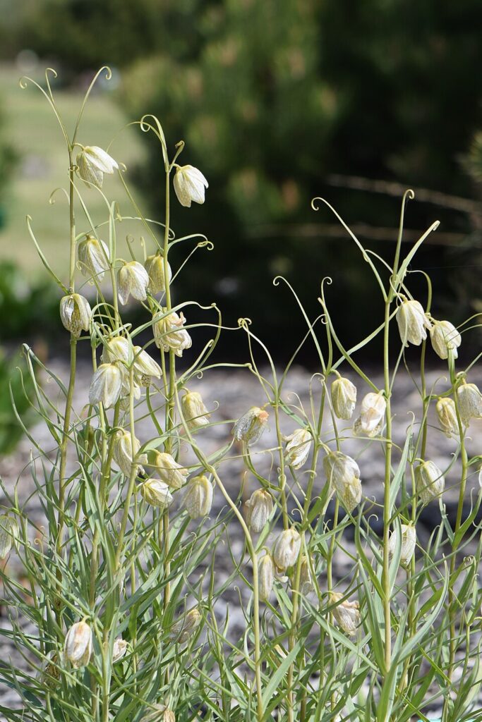 Fritillaria verticillata