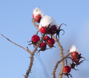 Rosa rugosa