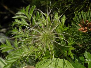 Pulsatilla alpina subsp. schneebergensis