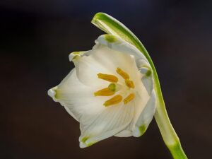 Leucojum vernum var. vernum