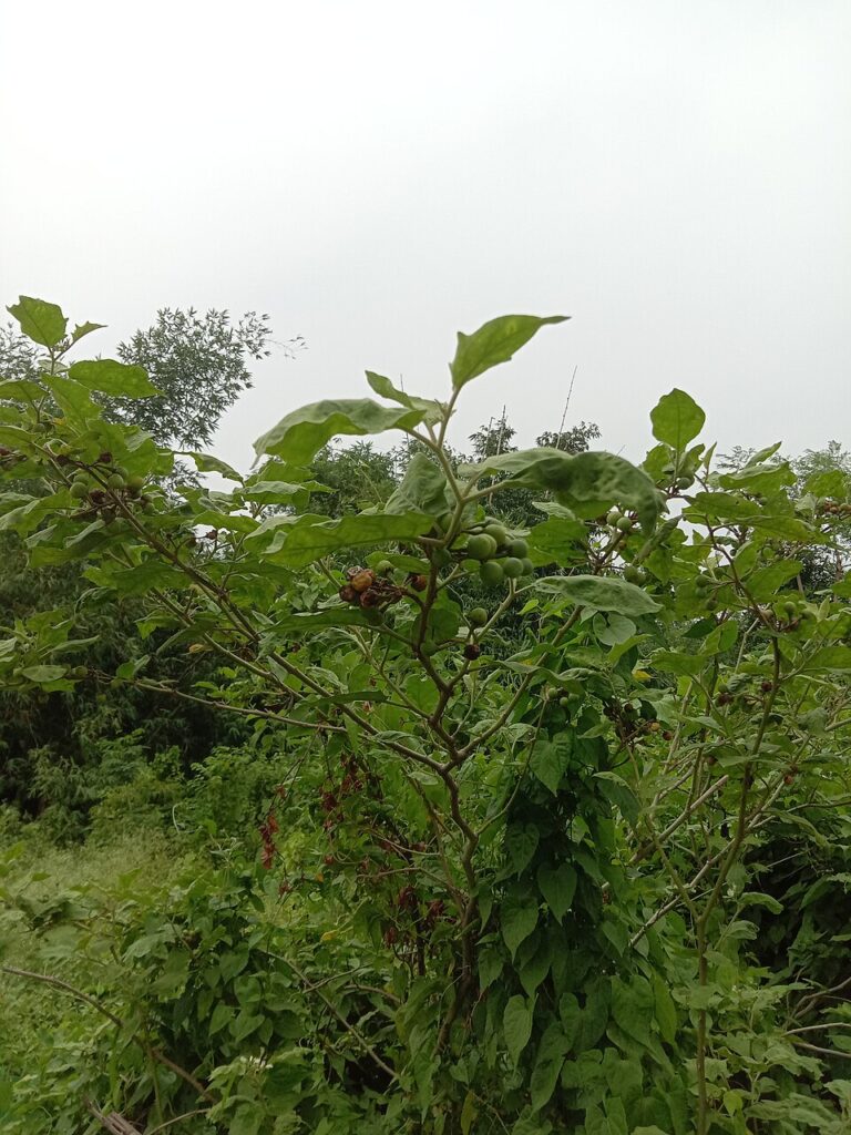 Solanum nigrum