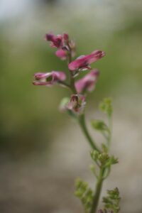 Fumaria densiflora