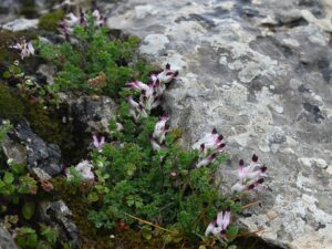 Fumaria macrosepala subsp. macrosepala