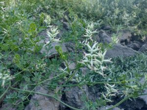 Fumaria occidentalis