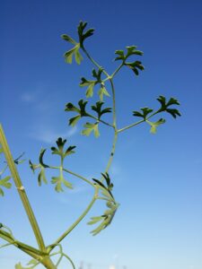 Fumaria officinalis subsp. officinalis