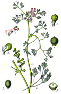 Fumaria parviflora