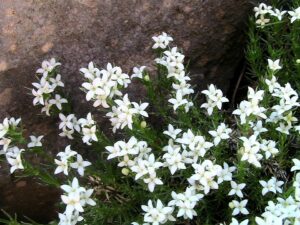 Galium pyrenaicum
