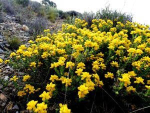 Genista hispanica
