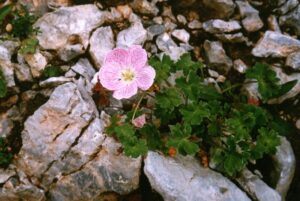 Geranium cinereum
