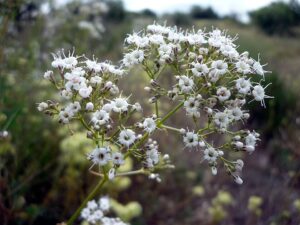 Gypsophila struthium subsp. struthium