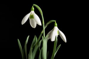 Galanthus elwesii var. elwesii