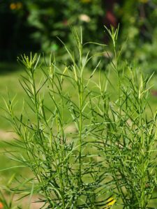 Galatella linosyris subsp. linosyris