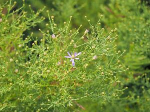 Galatella sedifolia subsp. sedifolia