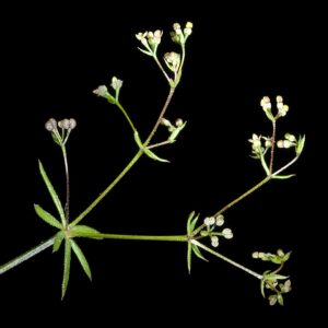 Galium divaricatum