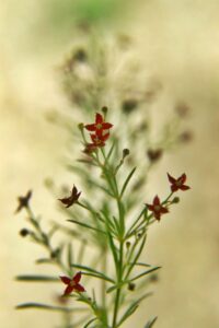 Thliphthisa purpurea