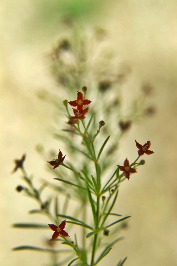 Thliphthisa purpurea